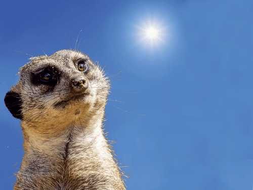 Aufmerksames Erdmännchen unter strahlend blauem Himmel blickt zur Sonne – Symbolbild für wachsames Lernen und entspannte Weiterbildung beim VdS-Bildungszentrum.
