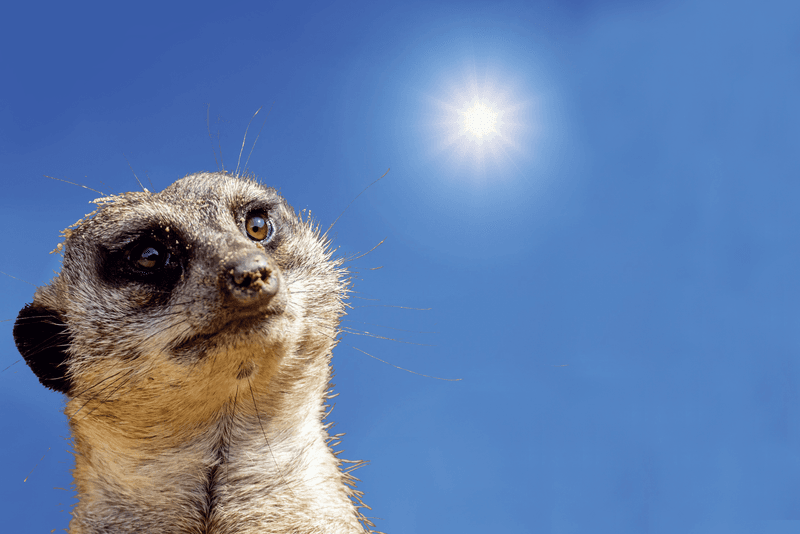 Aufmerksames Erdmännchen unter strahlend blauem Himmel blickt zur Sonne - Symbolbild für wachsames Lernen und entspannte Weiterbildung beim VdS-Bildungszentrum.